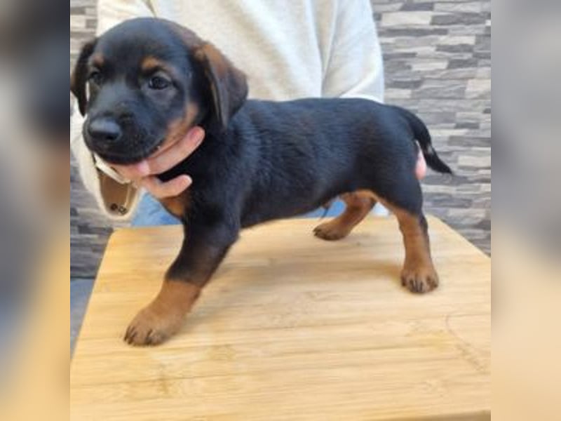 ROBI-kleiner Zwerg sucht seinen Lieblingsmenschen