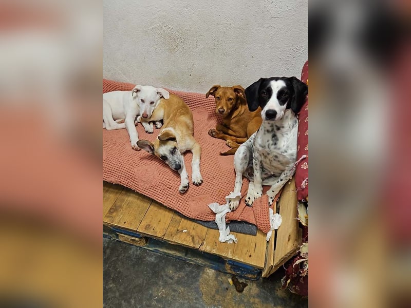 Kleine FLORA-alleine auf den Straßen unterwegs sucht sehnsüchtig liebevolles Zuhause