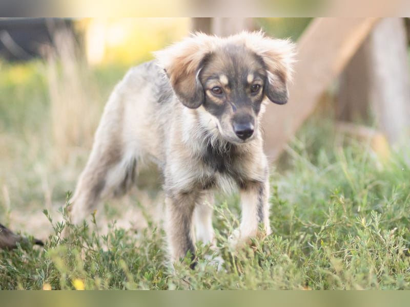 FELIA -wartet im Tierheim 79312 Emmendingen auf ihr liebevolles Für-immer-Zuhause