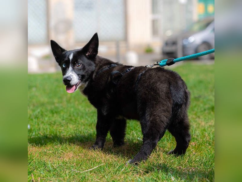 NORR-kleiner Sonnenschein, sehr lieb, ausgeglichen, verspielt, menschenbezogen