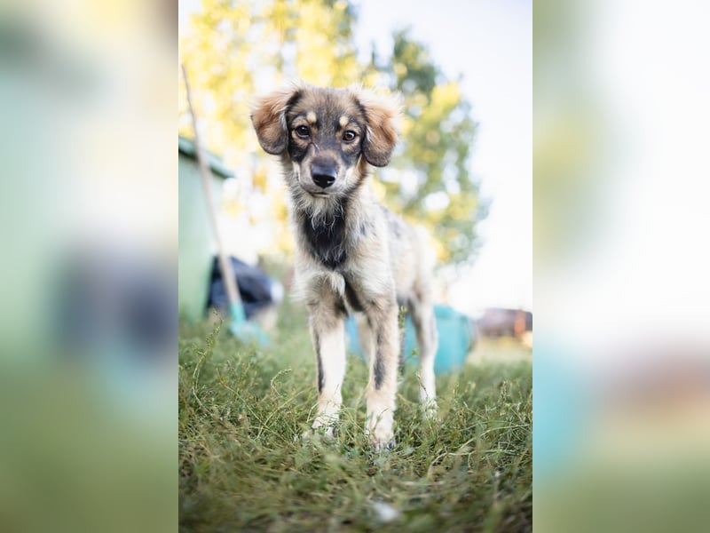 FELIA -wartet im Tierheim 79312 Emmendingen auf ihr liebevolles Für-immer-Zuhause