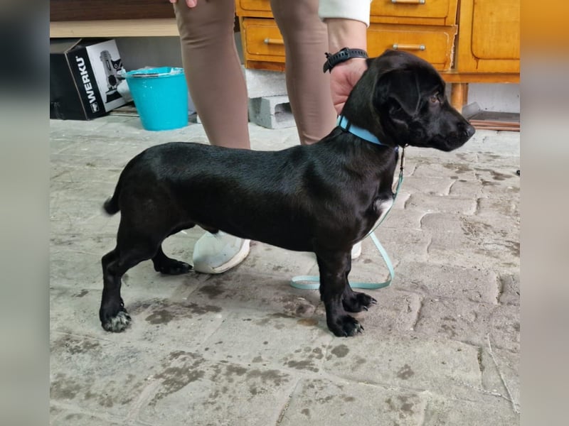 CHICO-sozial,umgänglich,schon gut erzogen sucht er auf gepacktem Köfferchen  sein Für-immer-Zuhause