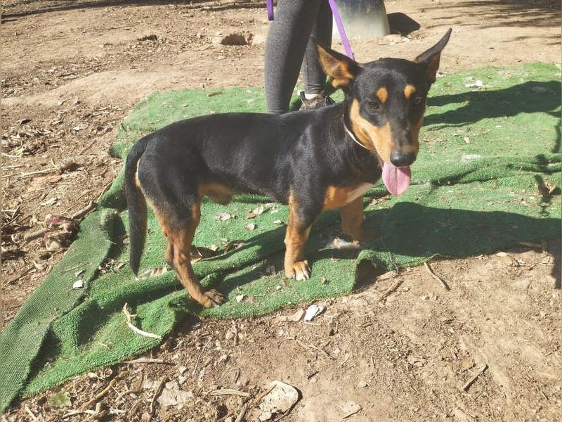 OZZY-fröhliches, offenes, liebenswertes Kerlchen sucht seine "Für-immer-Familie"