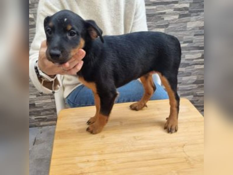 POLO-bald alt genug für seinen guten Start ins Leben