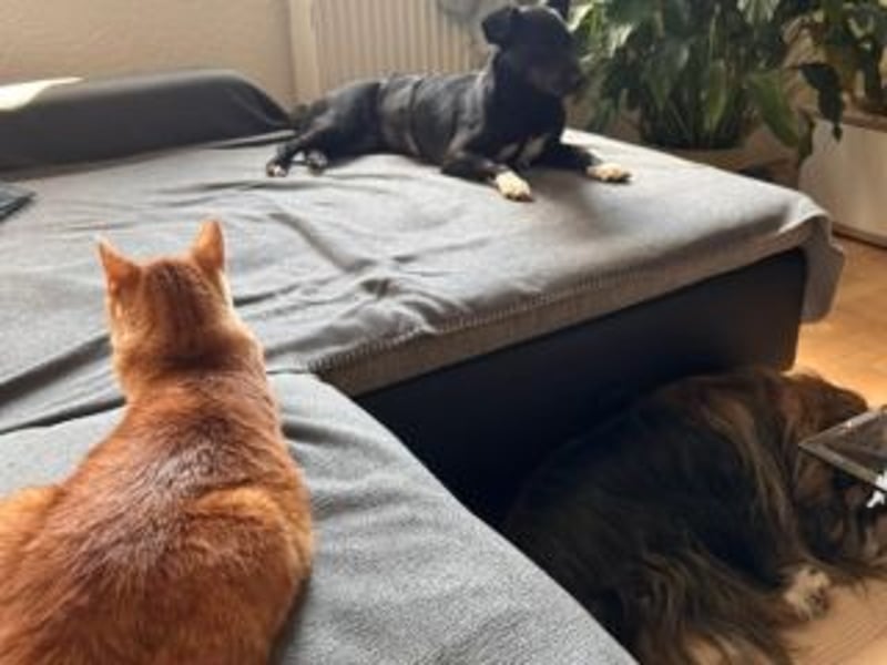 Shannon-Neugierig und doch ein bisschen vorsichtig