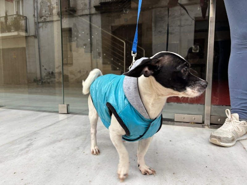 RUMI-kleines Herz auf 4 Pfoten, sanft, ruhig, liebt Kinder und Menschen -wo wartet seine Familie