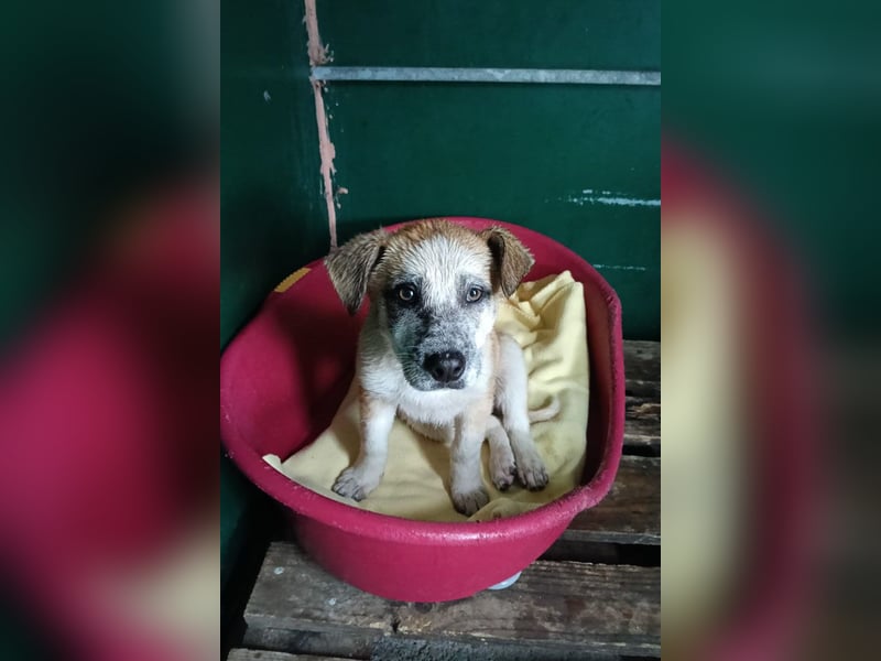 Kleine FLORA-alleine auf den Straßen unterwegs sucht sehnsüchtig liebevolles Zuhause