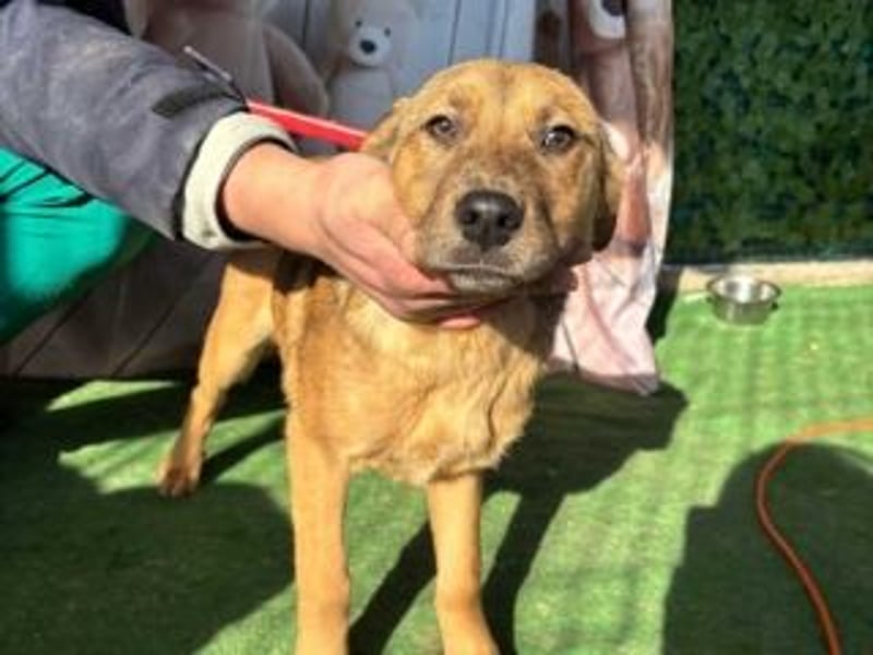 PRINCESS-Wären Sie bereit, Princess zum Teil Ihrer Familie zu machen?