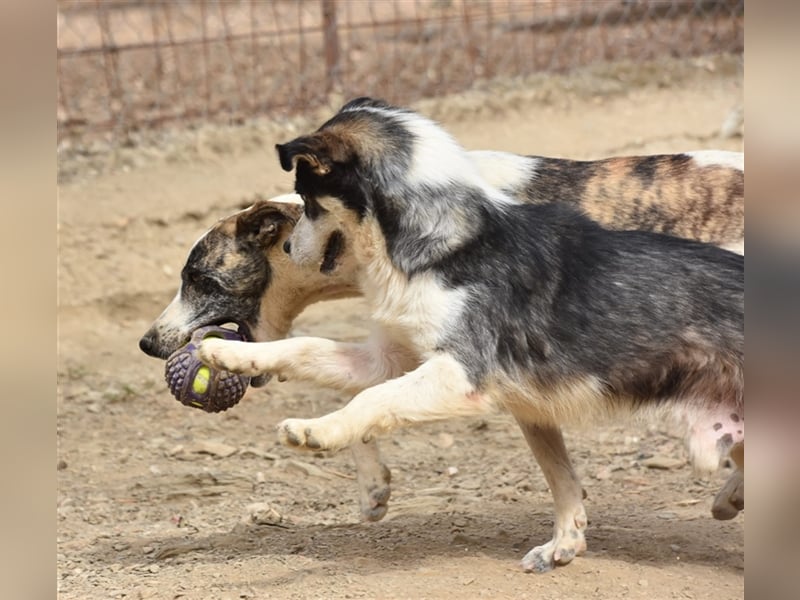 MUCKI - geselliges Kerlchen