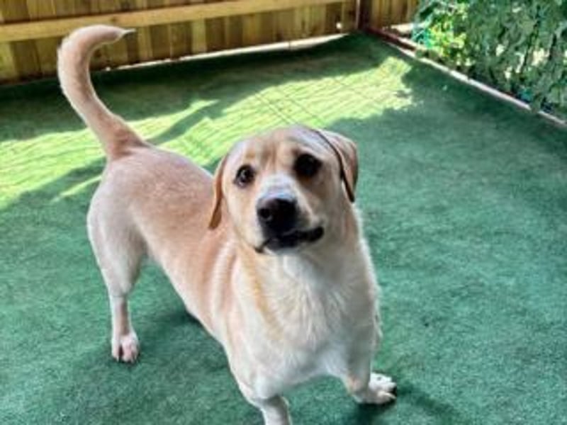 NEMO-sehr verspieltes lustiges kleines Kerlchen