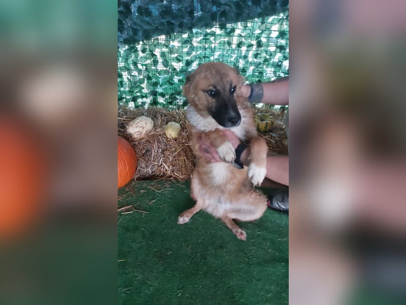 Freundlicher ANTON-wünscht sehnlichst- raus aus dem kalten, lauten Zwinger in sein Zuhause