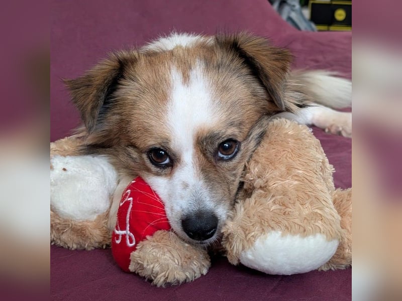 BISCUIT-kleiner Sonnenschein-liebevoll, anhänglich sucht sein liebevolles Für-immer-Zuhause