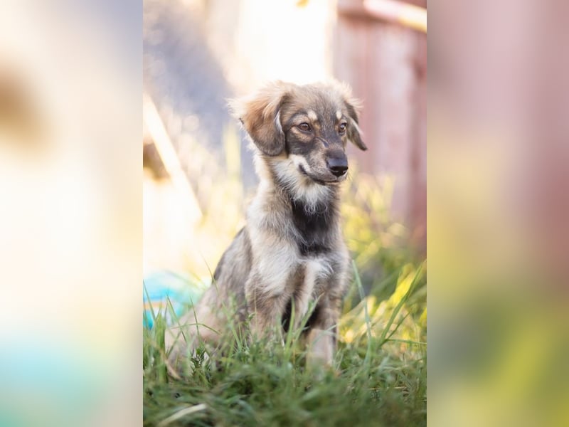 FELIA -wartet im Tierheim 79312 Emmendingen auf ihr liebevolles Für-immer-Zuhause