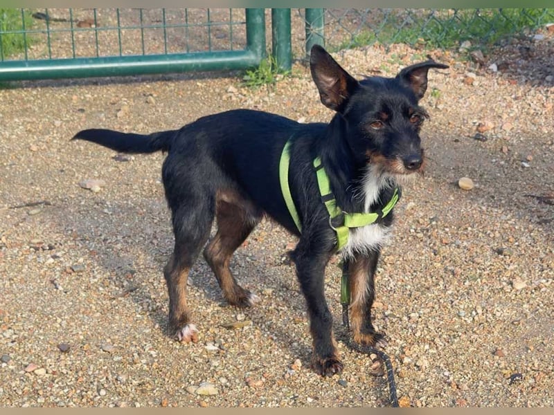 KOMO-unkomplizierter, kleiner Herzensbrecher, auf der Suche nach seinem Zuhause