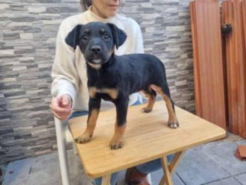 PATITA-kleine Pfoten suchen großes Glück