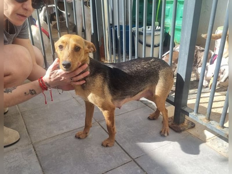 CHINA- überaus zärtlich, fürsorglich, sehnt sich nach menschlicher Nähe und liebevollem Zuhause