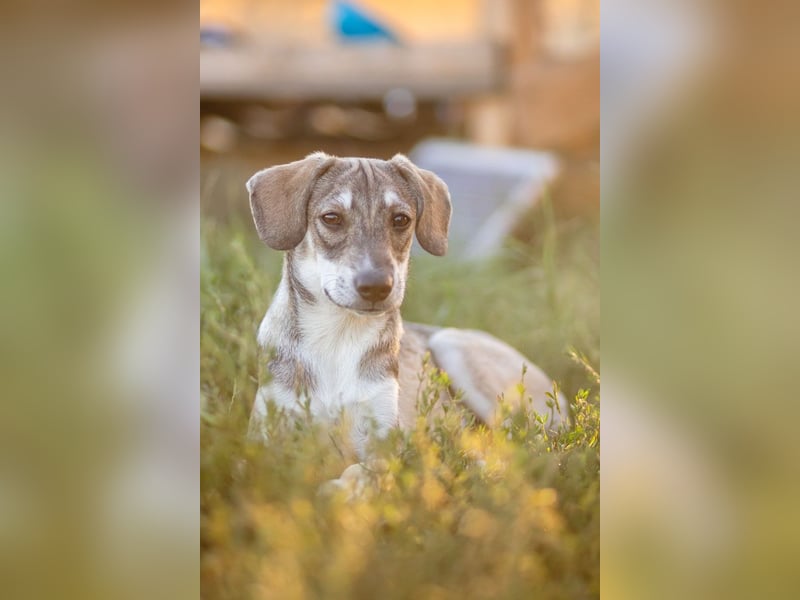 MILO - wartet auf Pflegestelle in 79206 Breisach auf ein gutes Zuhause