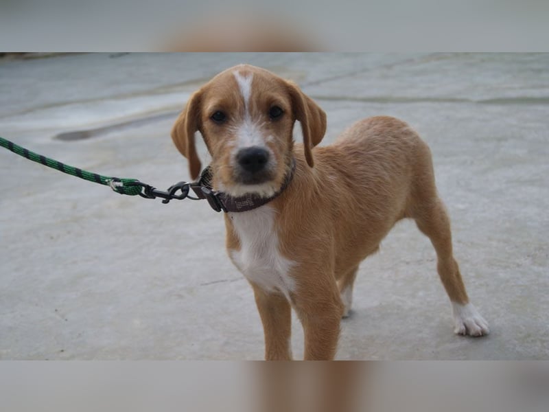BROWNIE-Ein Herz auf vier Pfoten sucht sein zu Hause für immer