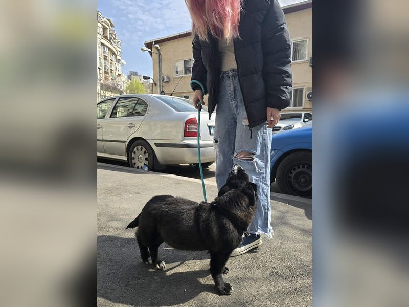 NORR-kleiner Sonnenschein, sehr lieb, ausgeglichen, verspielt, menschenbezogen