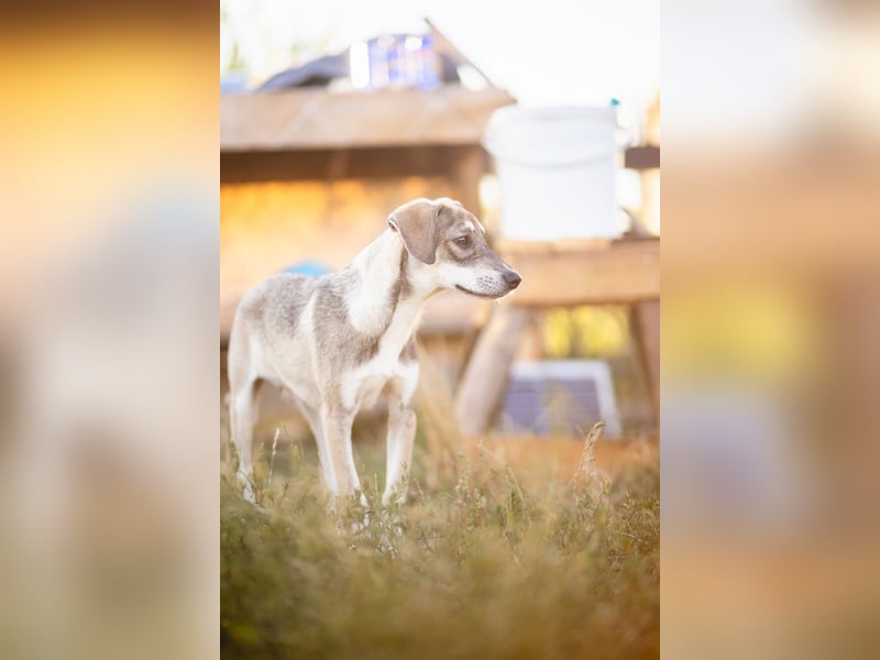 MILO - wartet auf Pflegestelle in 79206 Breisach auf ein gutes Zuhause