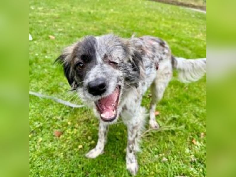 MAGGIE-sucht ein Menschenherz, das ihr die Welt zeigt