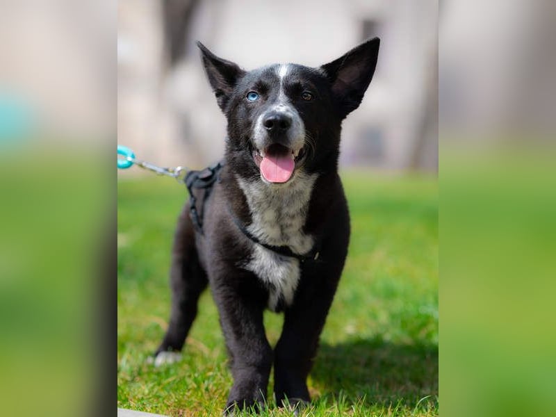 NORR-kleiner Sonnenschein, sehr lieb, ausgeglichen, verspielt, menschenbezogen