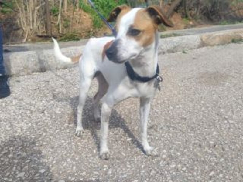 MARTA-kleine Hündin mit einem großen Herzen