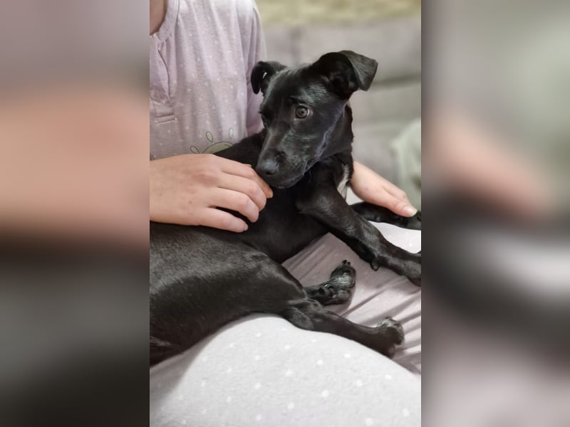 CHICO-sozial,umgänglich,schon gut erzogen sucht er auf gepacktem Köfferchen  sein Für-immer-Zuhause