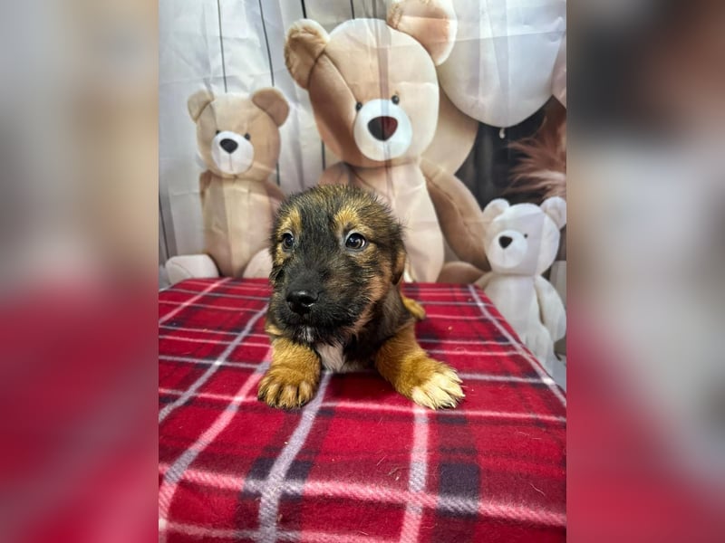 Archie – bereit für das große Welpenabenteuer