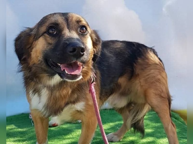 Zuckersüßer BORIS-lieb zutraulich und wartet ganz besonders auf seine liebevolle Für-immer-Familie