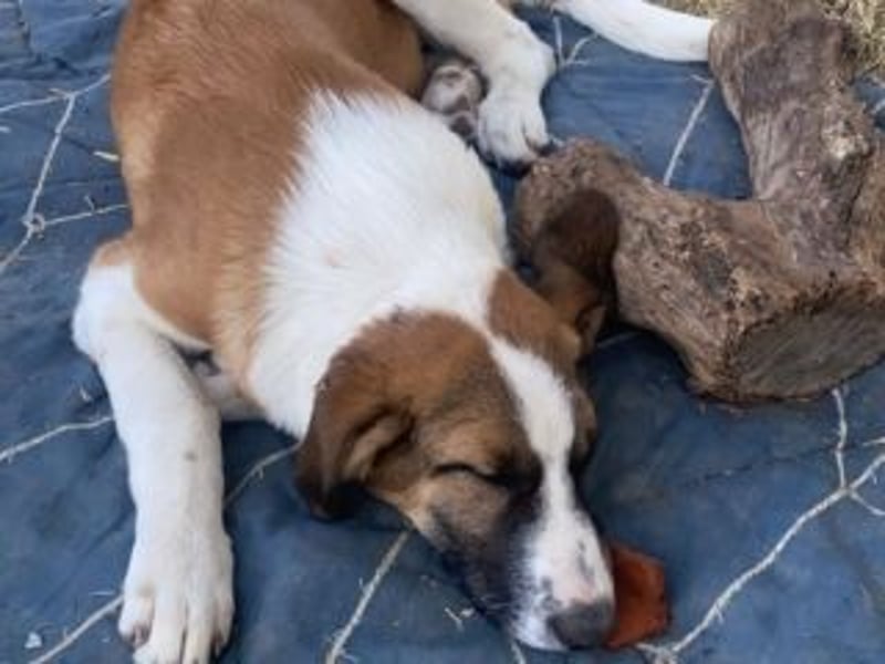 SPARTA-ist gerne mittendrin statt nur dabei und liebt es zu kuscheln und zu schmusen