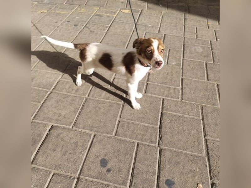 VIOLETA- kleines Mädchen, sozial, verschmust, verspielt sucht liebevolle Familie