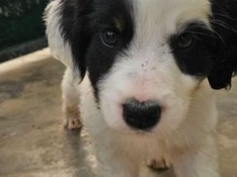 VALKIRA-neugierig, verspielt und voller Freude an allem, was um sie herum passiert