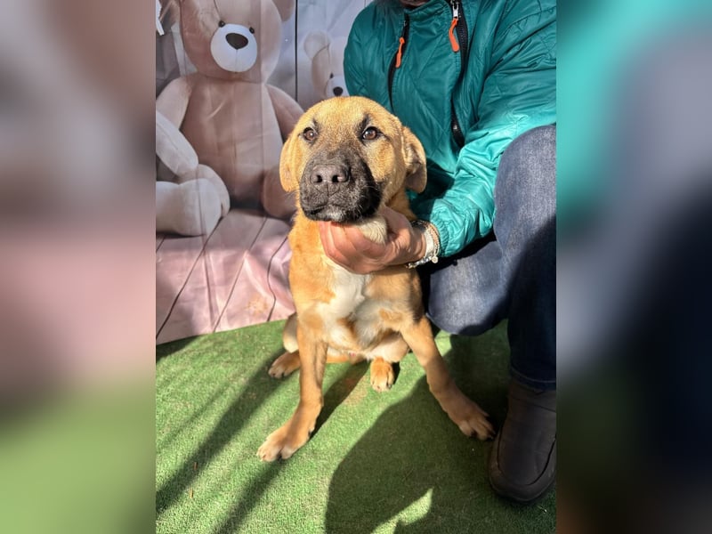 KNOX- sehr menschenbezogen, verschmust, liebesbedürftig bereit für seine Für-immer-Familie