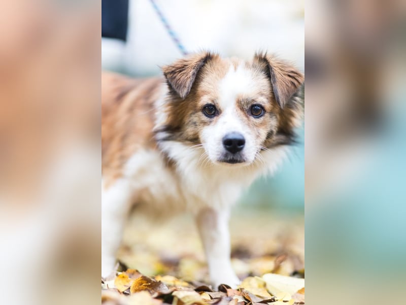 BISCUIT-kleiner Sonnenschein-liebevoll, anhänglich sucht sein liebevolles Für-immer-Zuhause