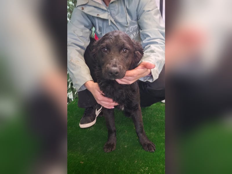 Freundliche MAGGY- wartet auf gepacktem Köfferchen auf ihre liebevolle Familie