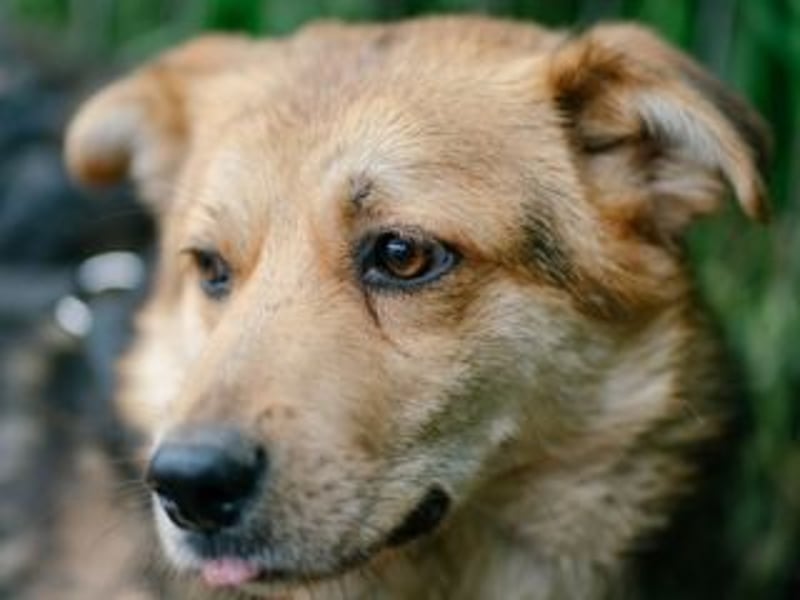 Unbeschwerter SHANKAR sucht einfühlsames, ruhiges Zuhause