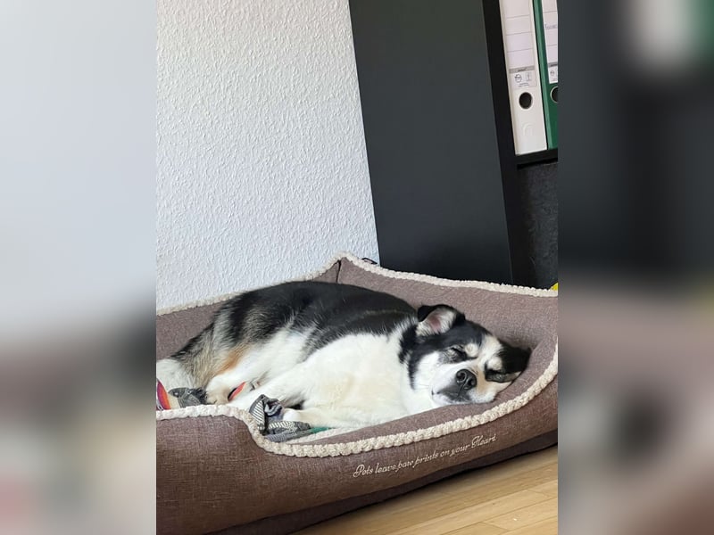 MUCKI - geselliges Kerlchen