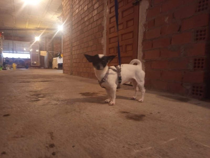 RUMI-kleines Herz auf 4 Pfoten, sanft, ruhig, liebt Kinder und Menschen -wo wartet seine Familie