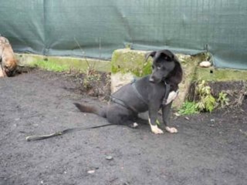 Shannon-Neugierig und doch ein bisschen vorsichtig