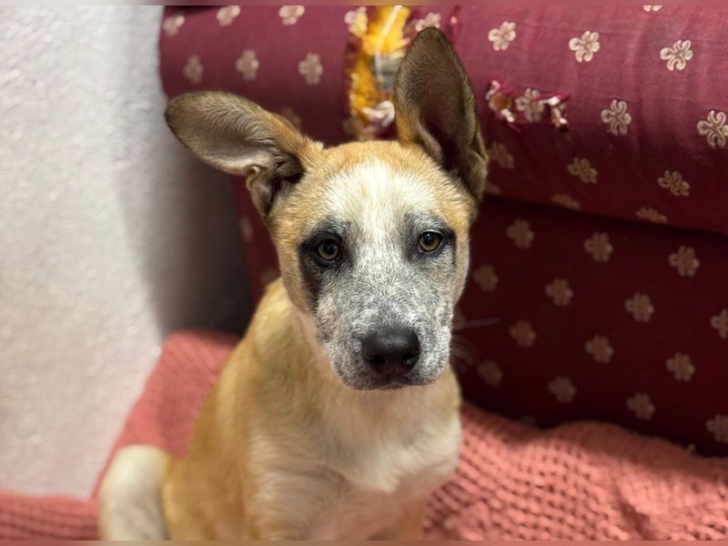 Kleine FLORA-alleine auf den Straßen unterwegs sucht sehnsüchtig liebevolles Zuhause