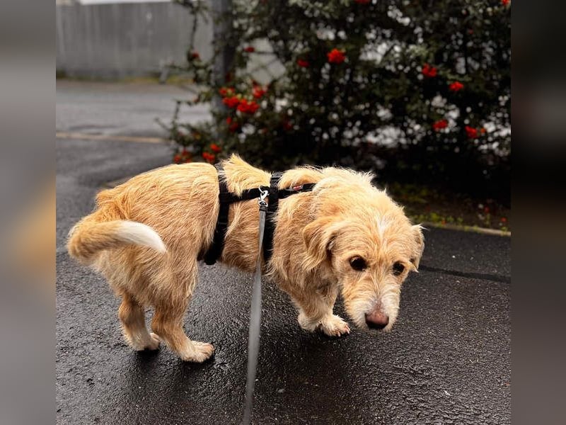 Süße JUNO sucht ihre liebevolle Für-immer-Familie