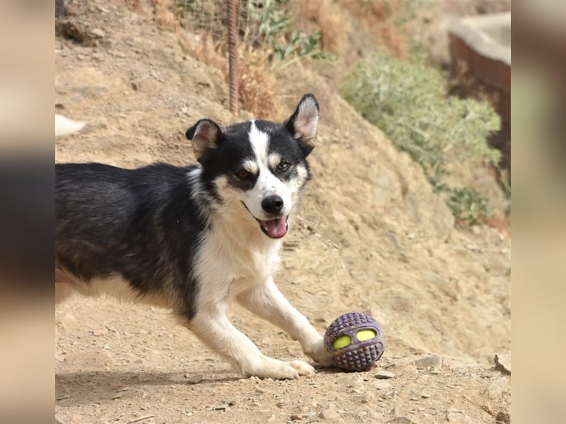 MUCKI - geselliges Kerlchen