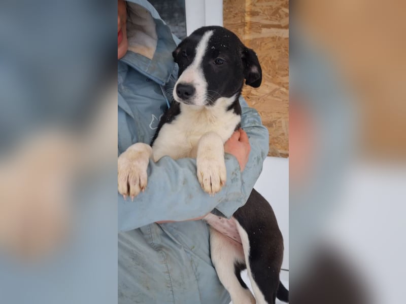 LEONIE-Sanfte BELLA-fristet in Kälte und Lärm ihr Dasein-wer hat ein liebevolles Für-immer-Zuhause?