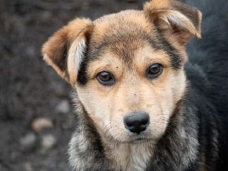 Unbeschwerter SHANKAR sucht einfühlsames, ruhiges Zuhause