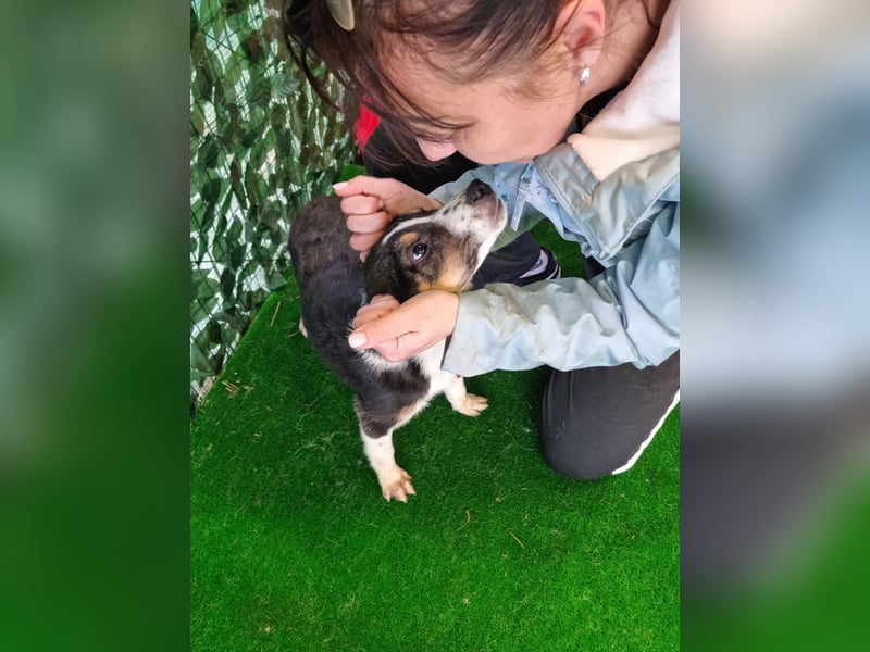 MIA-Ein wunderhübsches, kunterbuntes Hundemädchen mit Sommersprossen auf der Nase