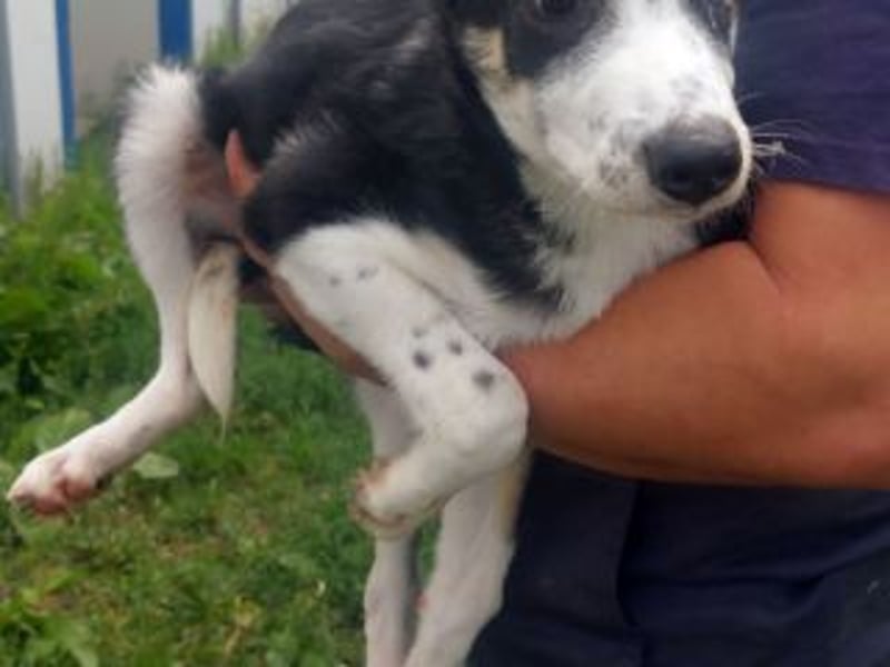 KARMA-Leise, zart und voller stiller Stärke