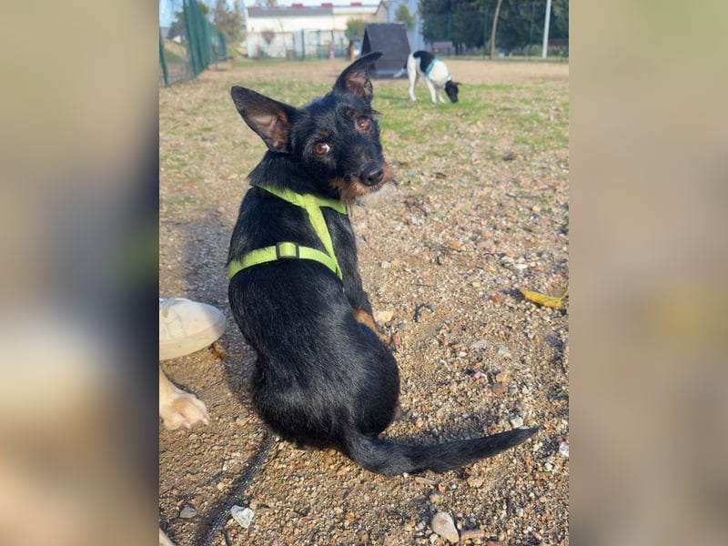 KOMO-unkomplizierter, kleiner Herzensbrecher, auf der Suche nach seinem Zuhause