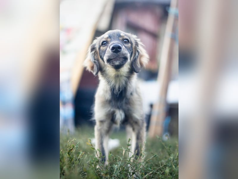 FELIA -wartet im Tierheim 79312 Emmendingen auf ihr liebevolles Für-immer-Zuhause