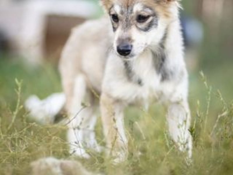 FOXY-eine kleine Hündin, die noch lernen möchte, der Welt zu vertrauen